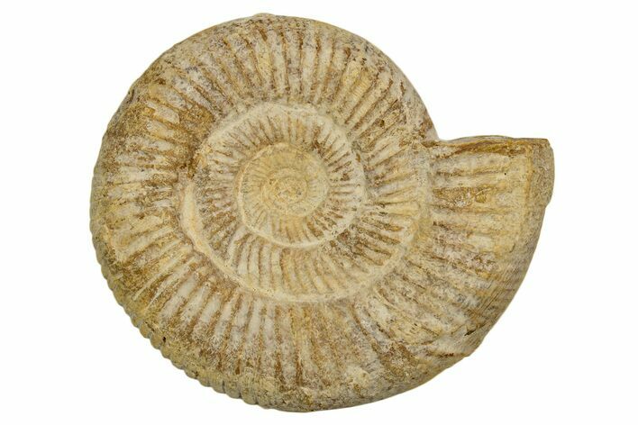 Jurassic Ammonite (Perisphinctes) Fossil - Madagascar #337221